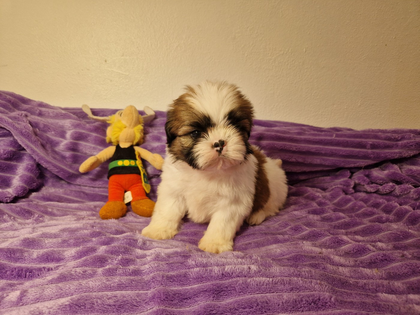 De hillsbury - Chiots disponibles - Shih Tzu