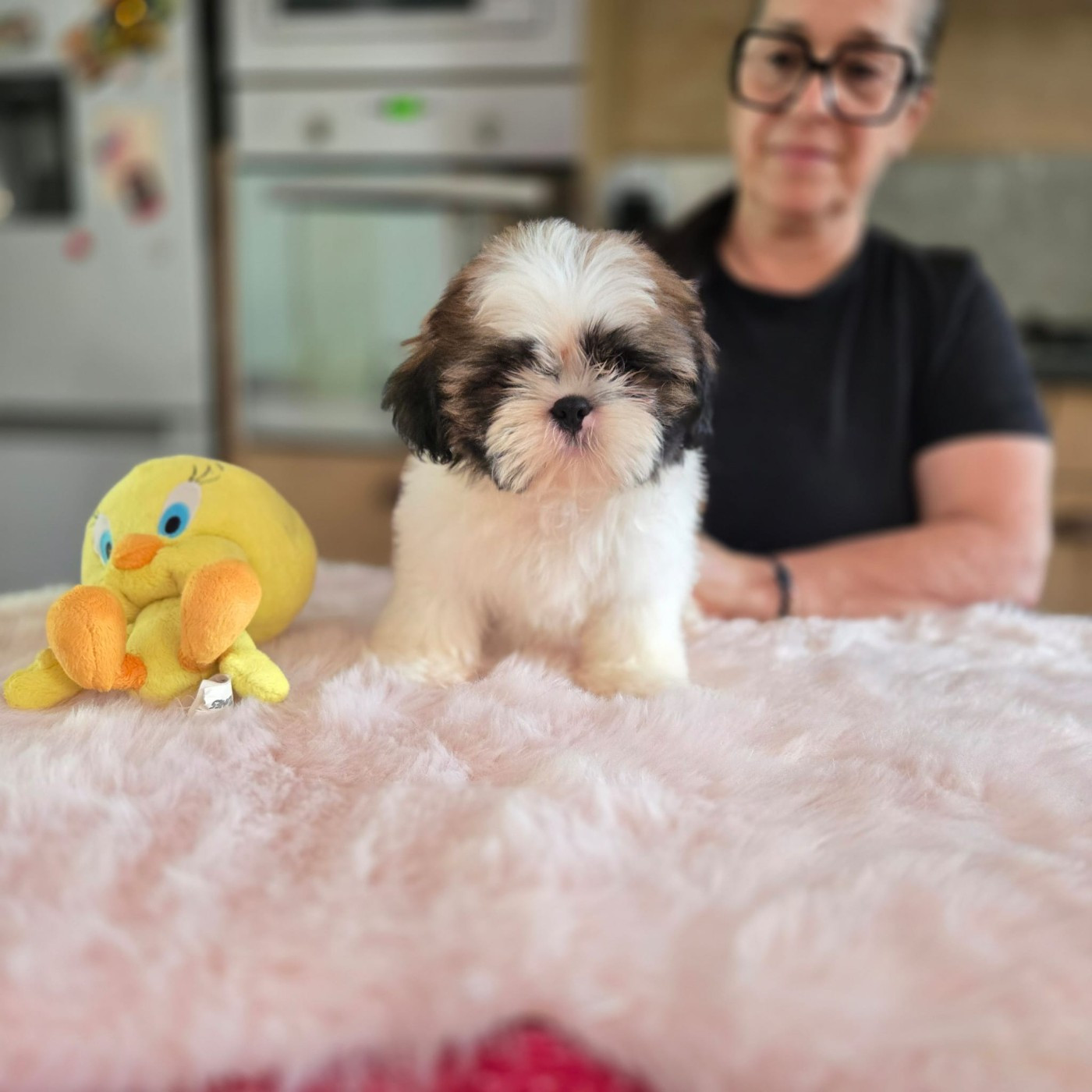 De hillsbury - Chiots disponibles - Shih Tzu