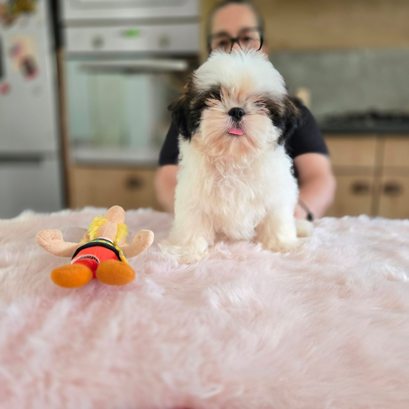 De hillsbury - Chiots disponibles - Shih Tzu