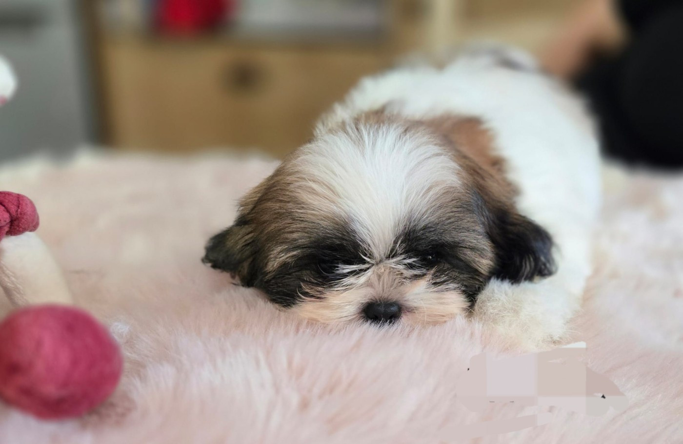 De hillsbury - Chiots disponibles - Shih Tzu