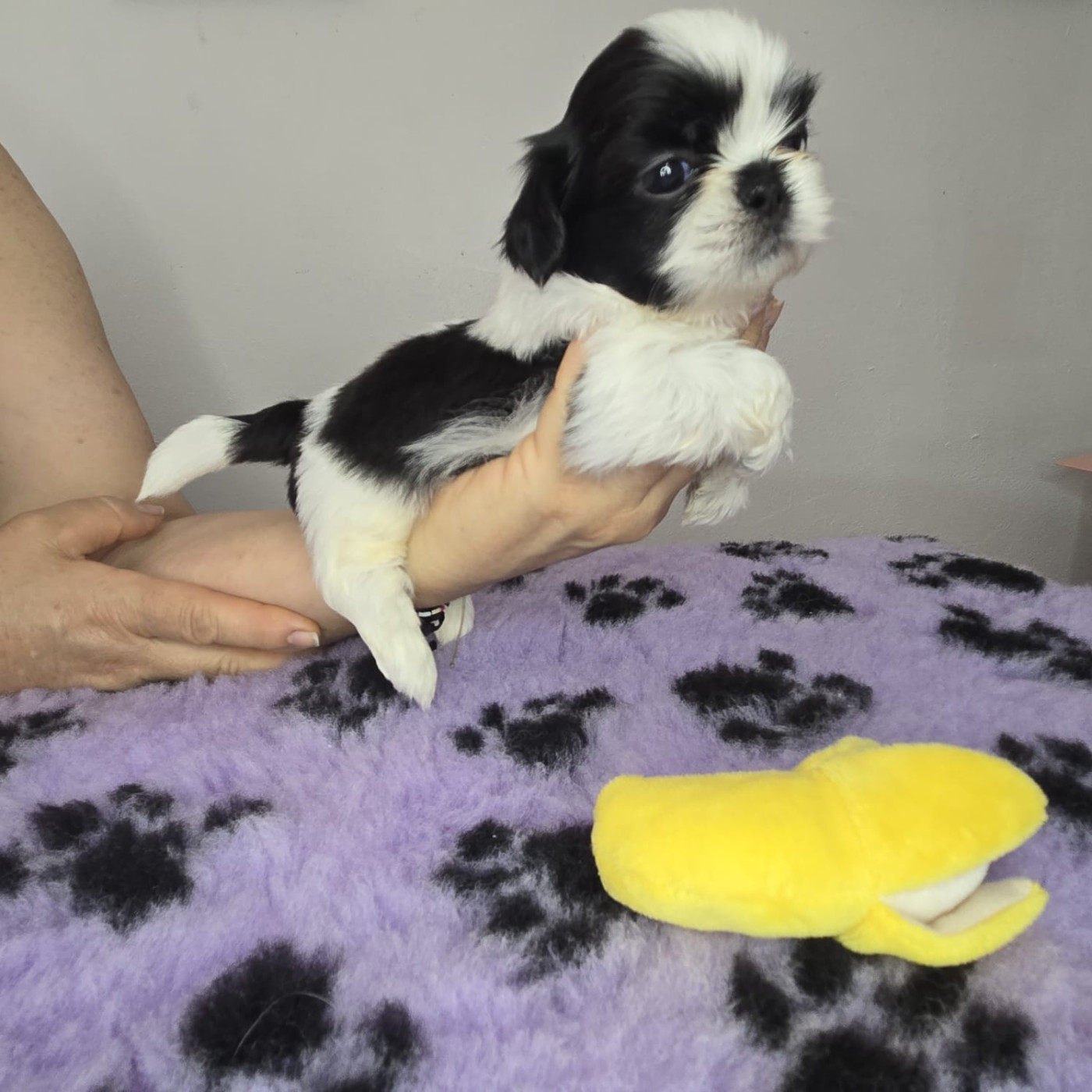 De hillsbury - Chiots disponibles - Shih Tzu