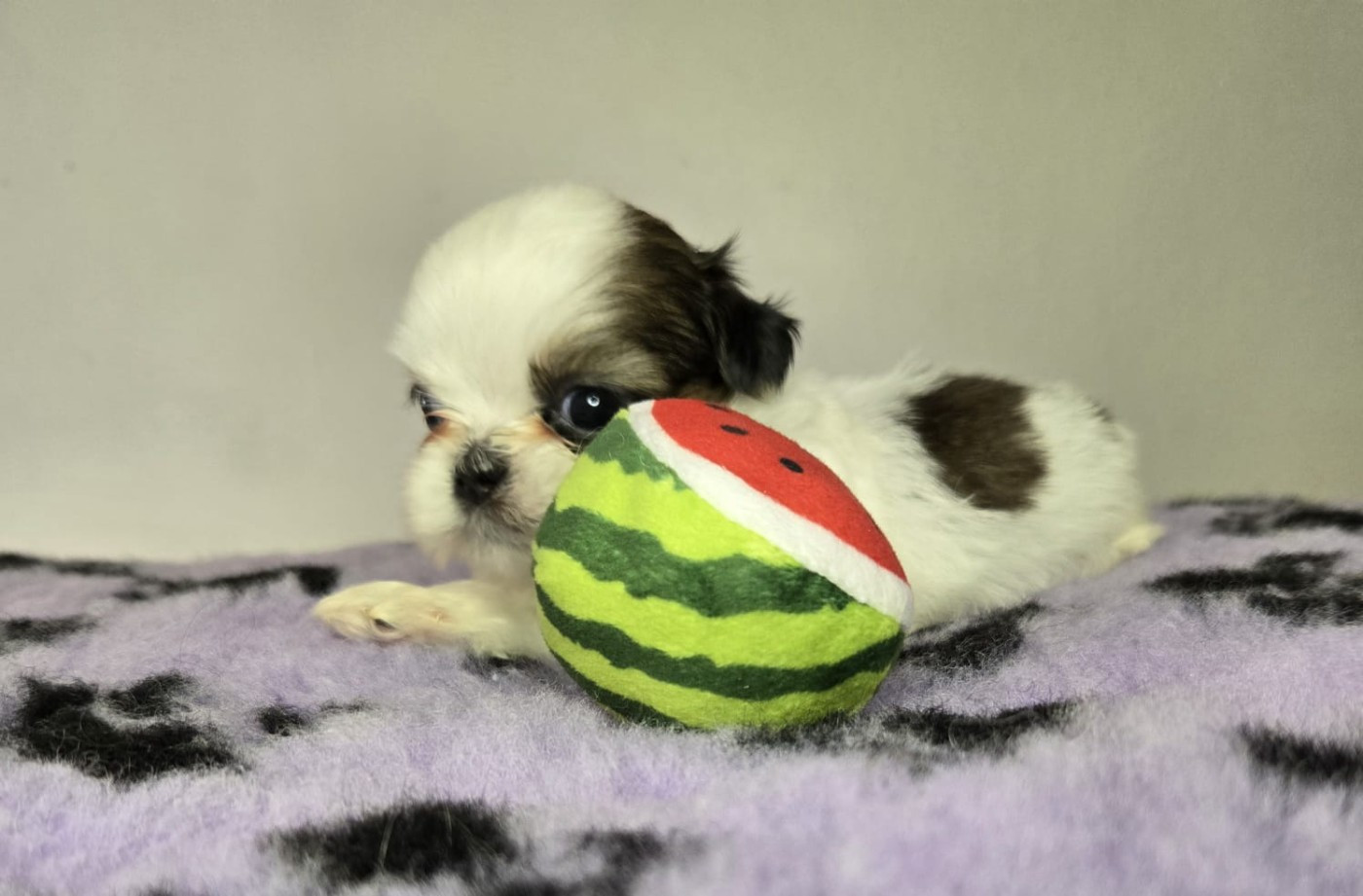 De hillsbury - Chiots disponibles - Shih Tzu