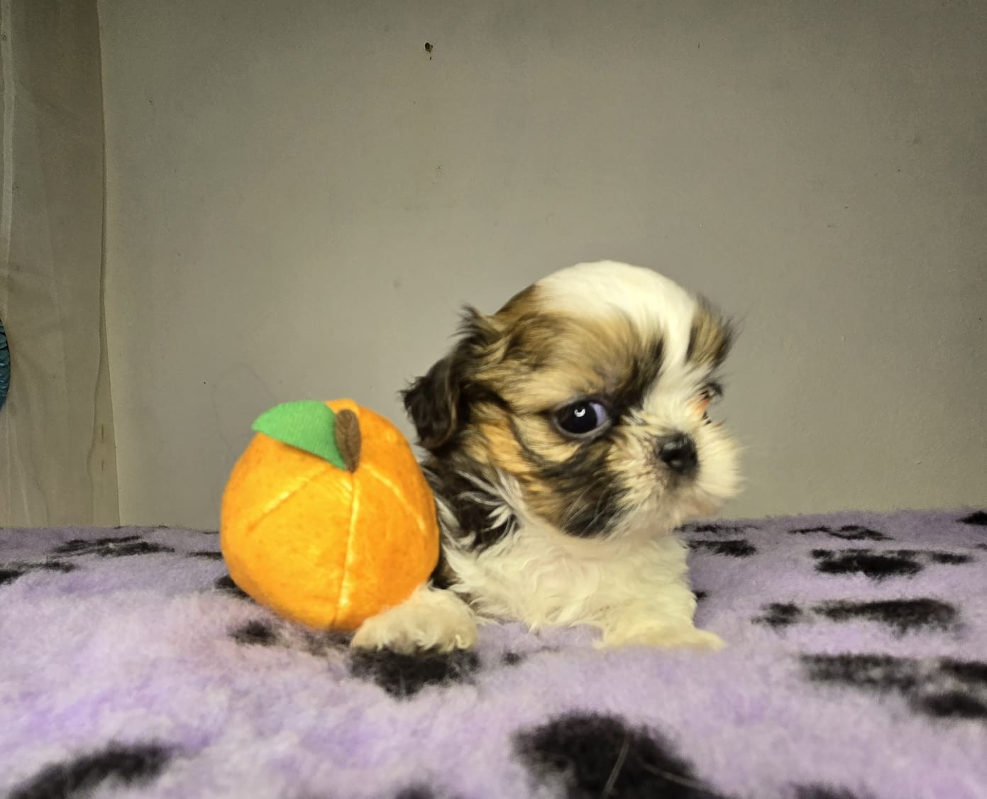 De hillsbury - Chiots disponibles - Shih Tzu