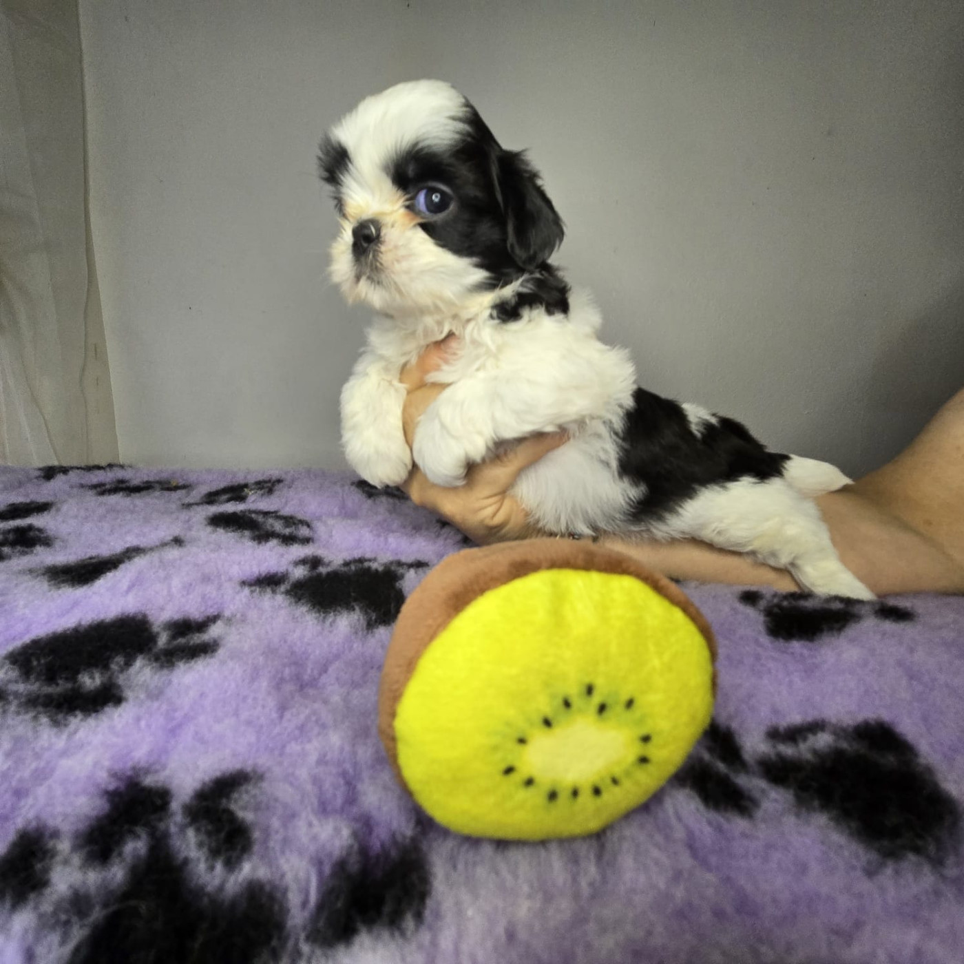 De hillsbury - Chiots disponibles - Shih Tzu