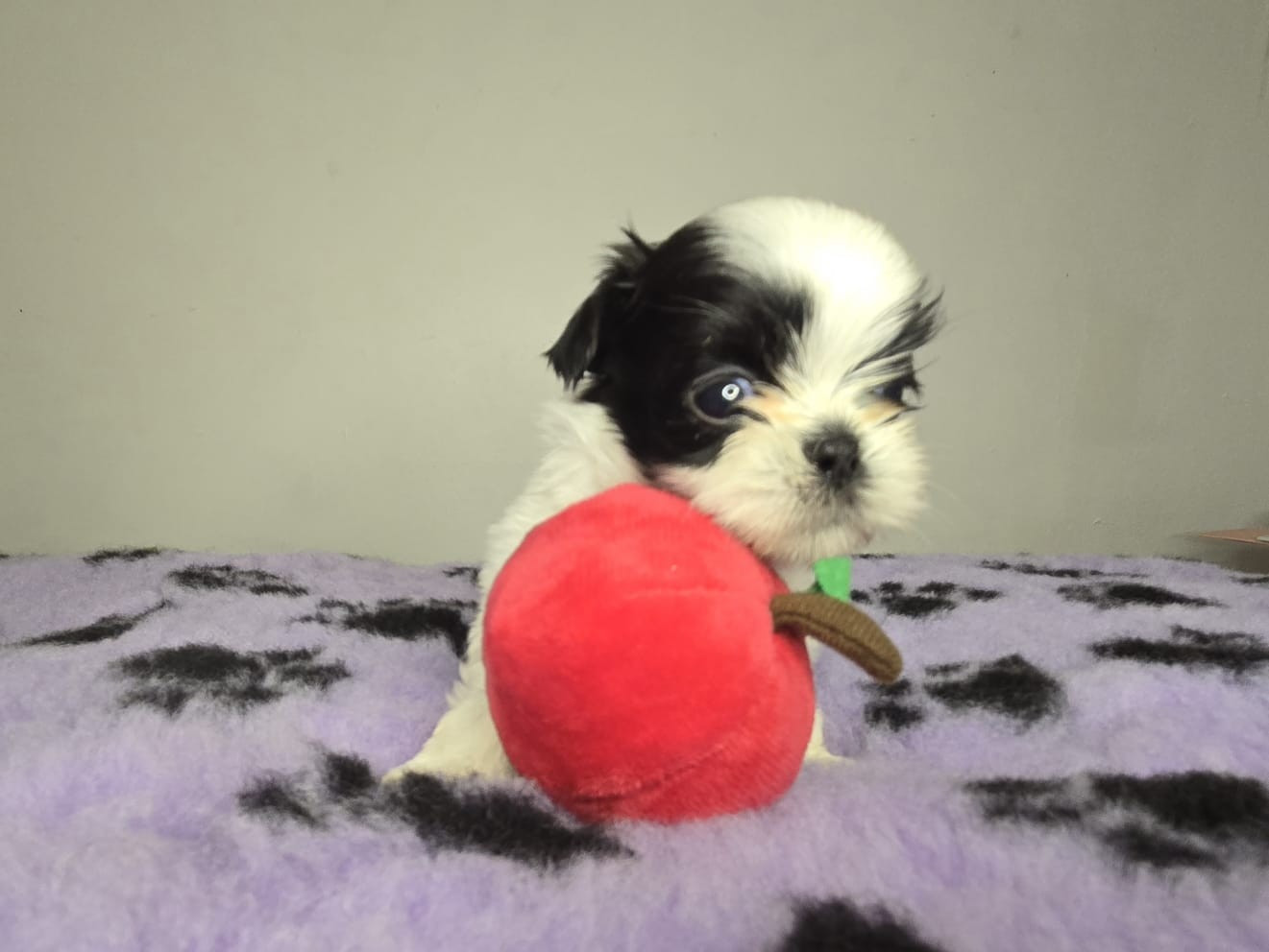 De hillsbury - Chiots disponibles - Shih Tzu