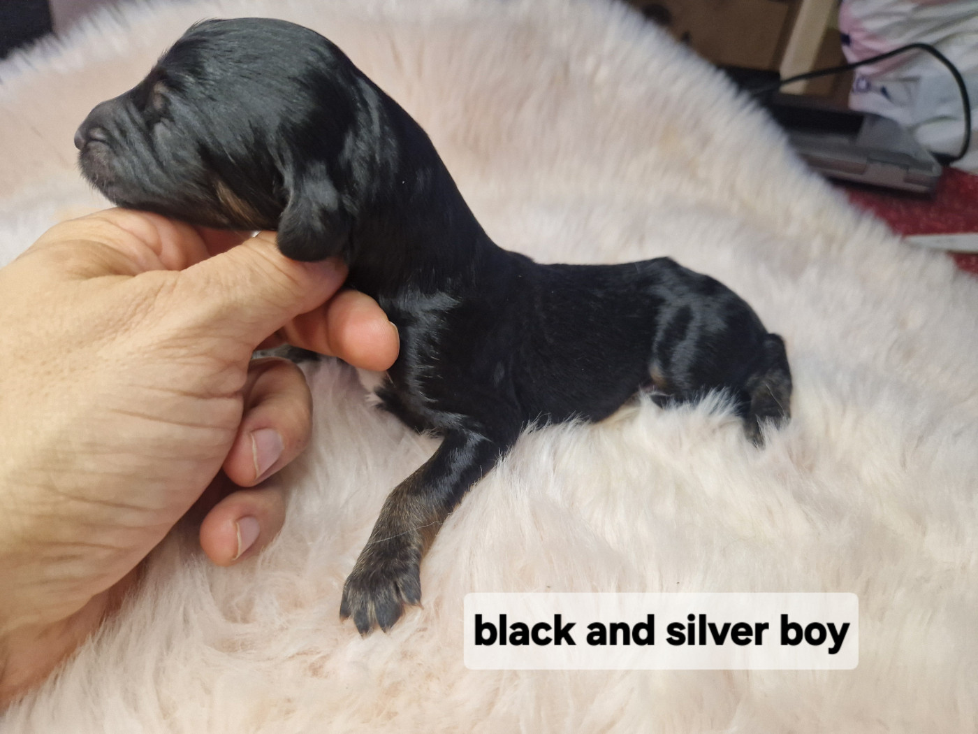De hillsbury - Chiots disponibles - Levrier afghan