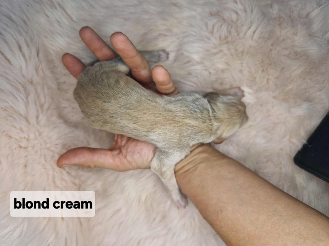 De hillsbury - Chiots disponibles - Levrier afghan