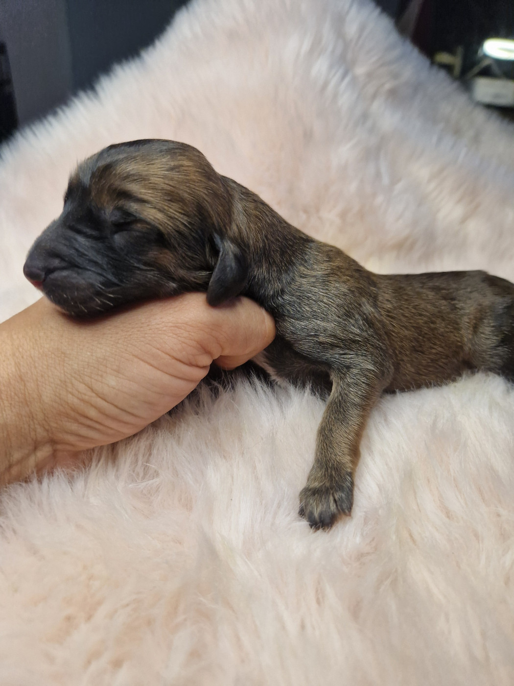 De hillsbury - Chiots disponibles - Levrier afghan