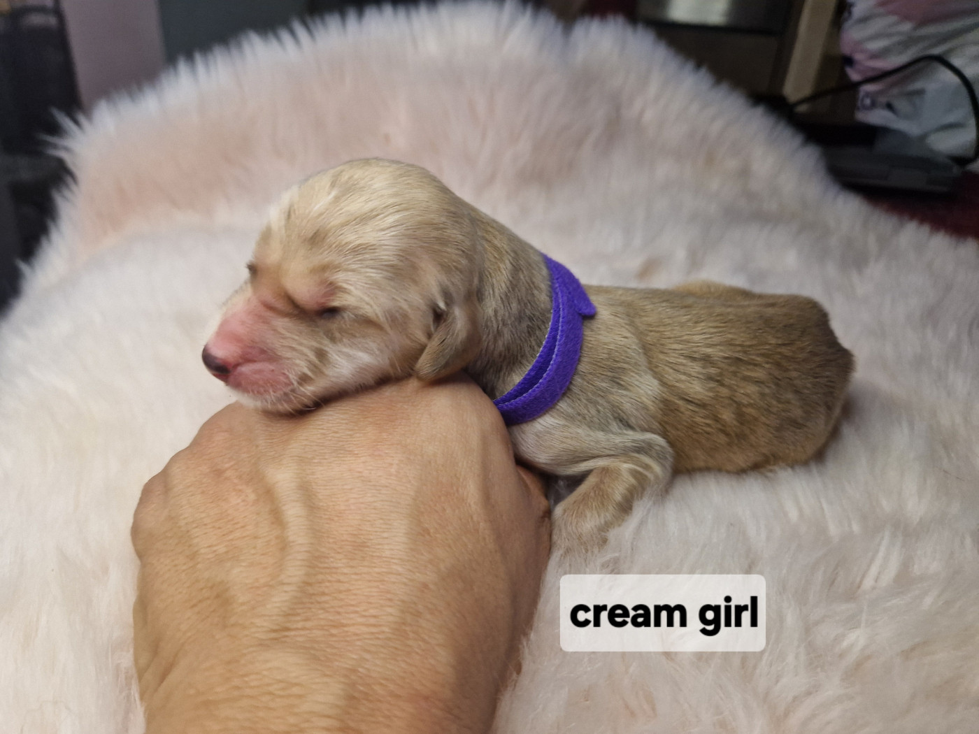 De hillsbury - Chiots disponibles - Levrier afghan