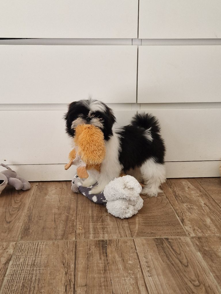 De hillsbury - Chiots disponibles - Shih Tzu
