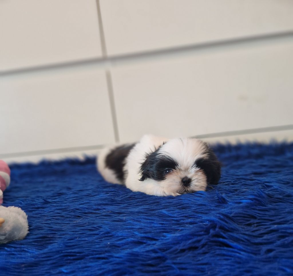 De hillsbury - Chiots disponibles - Shih Tzu