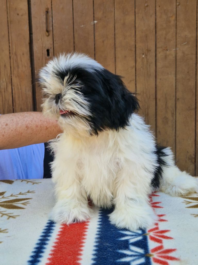 De hillsbury - Chiots disponibles - Shih Tzu