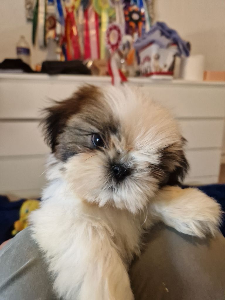 De hillsbury - Chiots disponibles - Shih Tzu