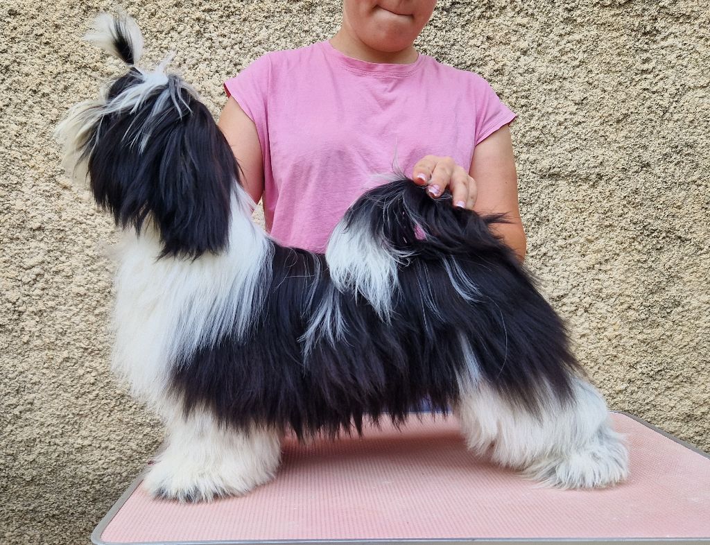 De hillsbury - Chiots disponibles - Shih Tzu