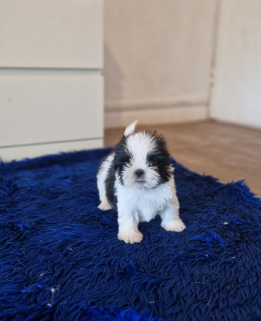 De hillsbury - Chiots disponibles - Shih Tzu
