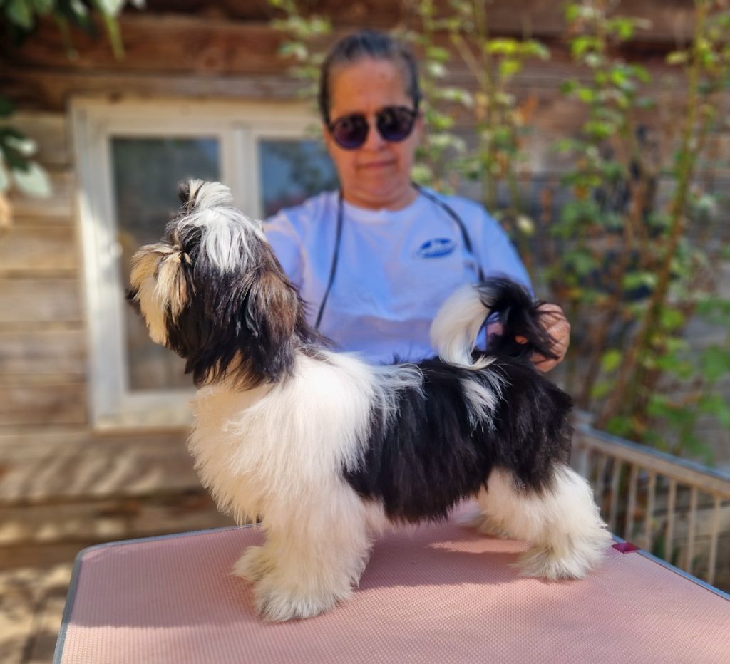 De hillsbury - Chiots disponibles - Shih Tzu