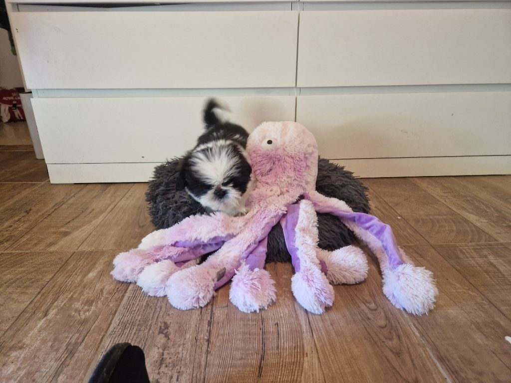 De hillsbury - Chiots disponibles - Shih Tzu