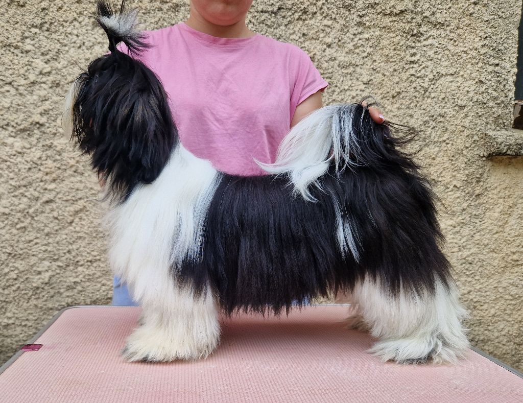 De hillsbury - Chiots disponibles - Shih Tzu