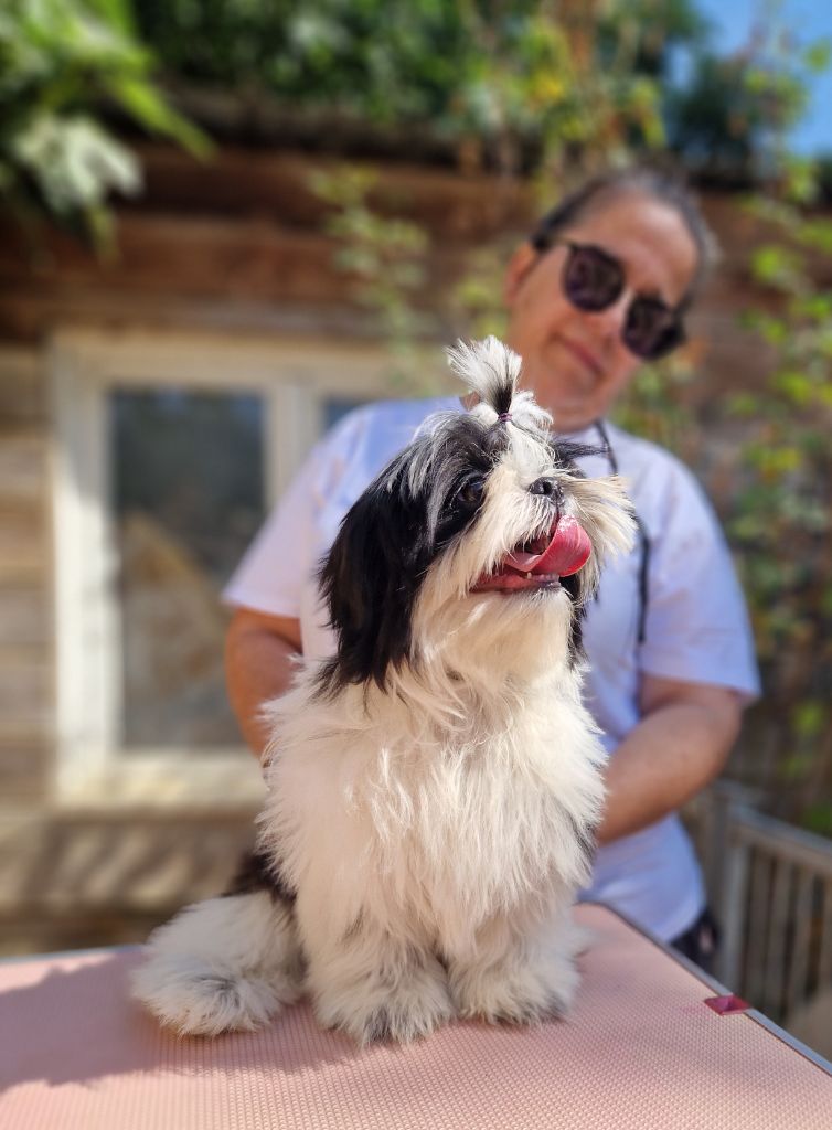 De hillsbury - Chiots disponibles - Shih Tzu