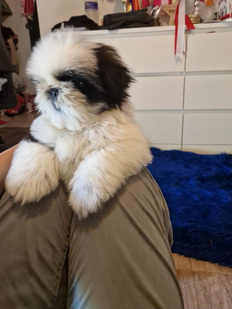 De hillsbury - Chiots disponibles - Shih Tzu